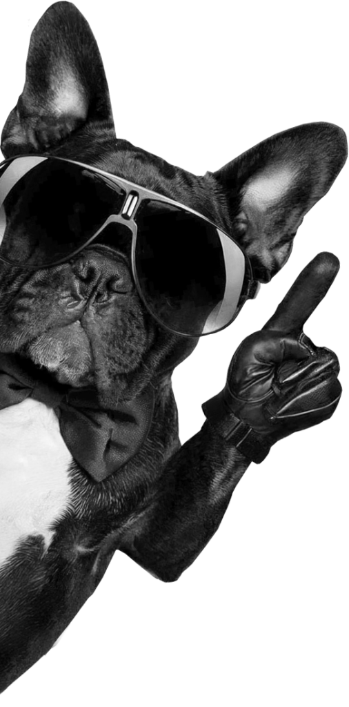 projektowanie stron jelenia góra