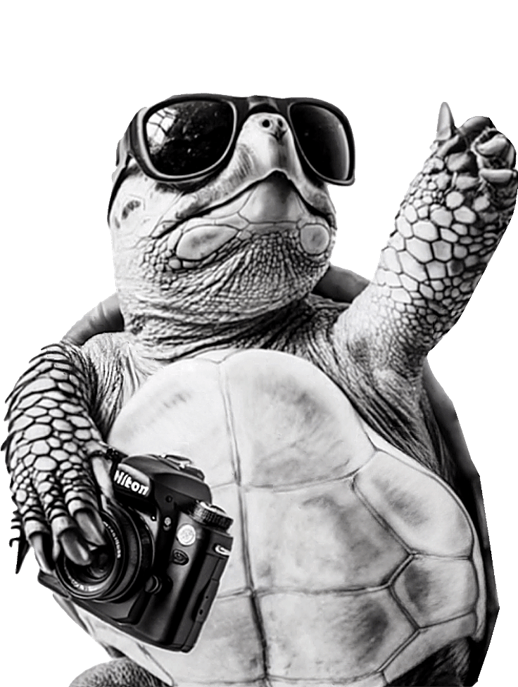 projektowanie stron jelenia góra